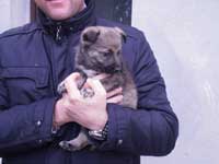 cucciolo pastore italiano